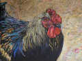 Mr.-Rooster-25