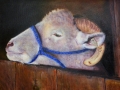 The Blue Halter