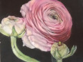 Ranunculus