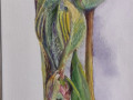 Spring-Buds
