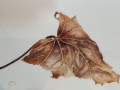 Brown Leaf
