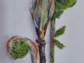 Ferns