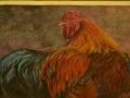 Rooster